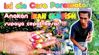 Cara Merawat Anakan Ikan Glofish Supaya Cepat Besar