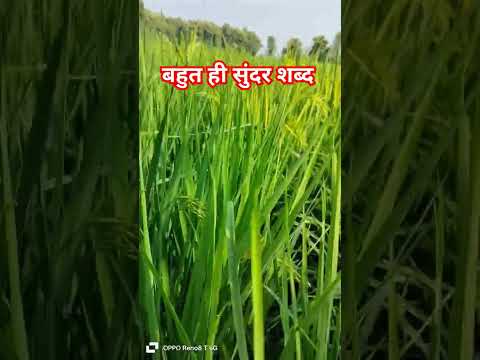 वीडियो: आंद्रे कोज़ीरेव: जीवनी, गतिविधियाँ