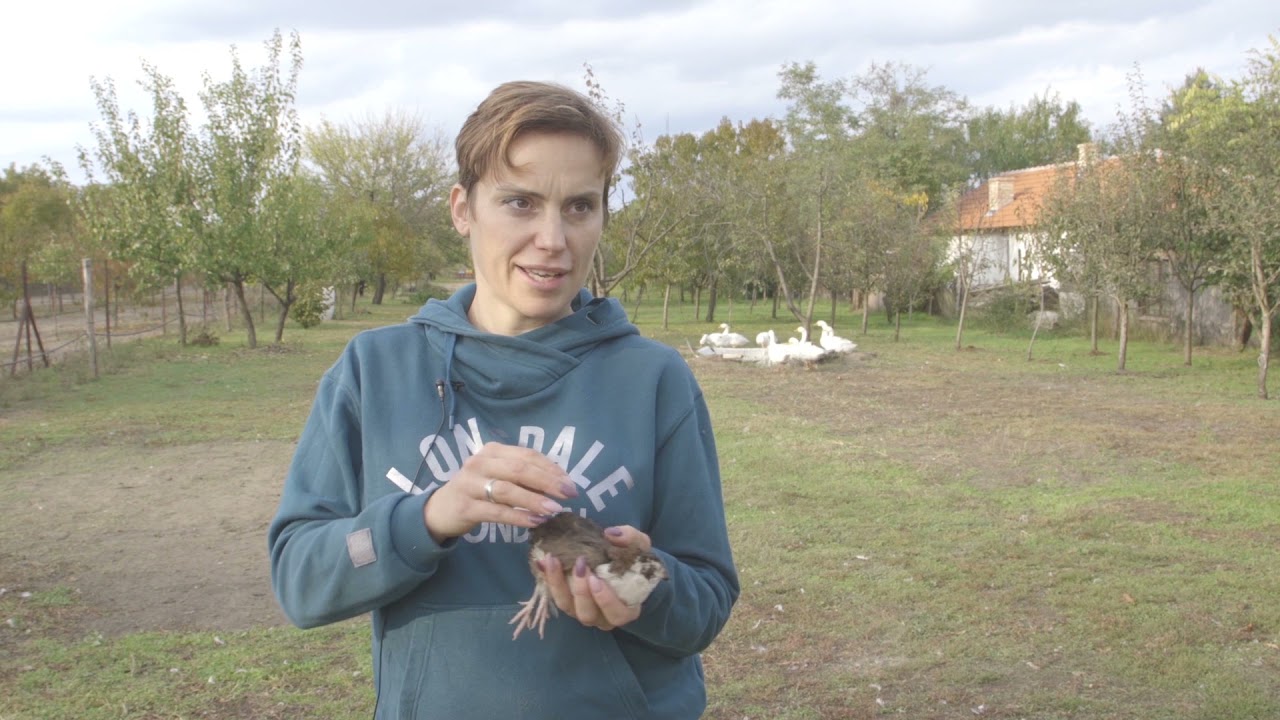 Uzgoj JAPANSKIH PREPERLICA i prodaja PREPELICIJIH JAJA - U nasem ataru 922