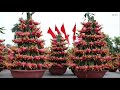 How to Plant Dragon Fruit in Pots - Amazing Agriculture Technology