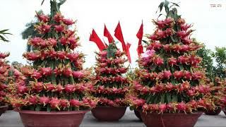 How to Plant Dragon Fruit in Pots - Amazing Agriculture Technology