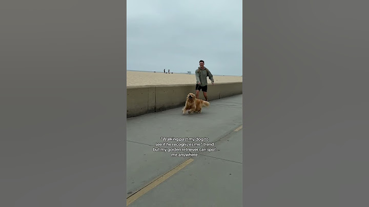 Walking past my dog to see if he recognizes me #goldenretriever #dogshorts #dogs #doglove