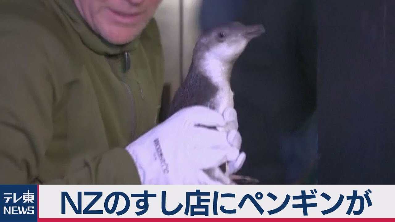 Nzのすし店にペンギン Youtube