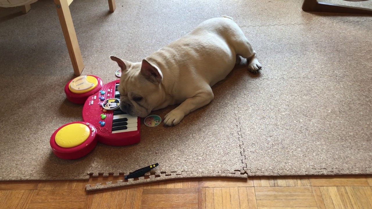 超癒し あごでピアノを弾くフレブル