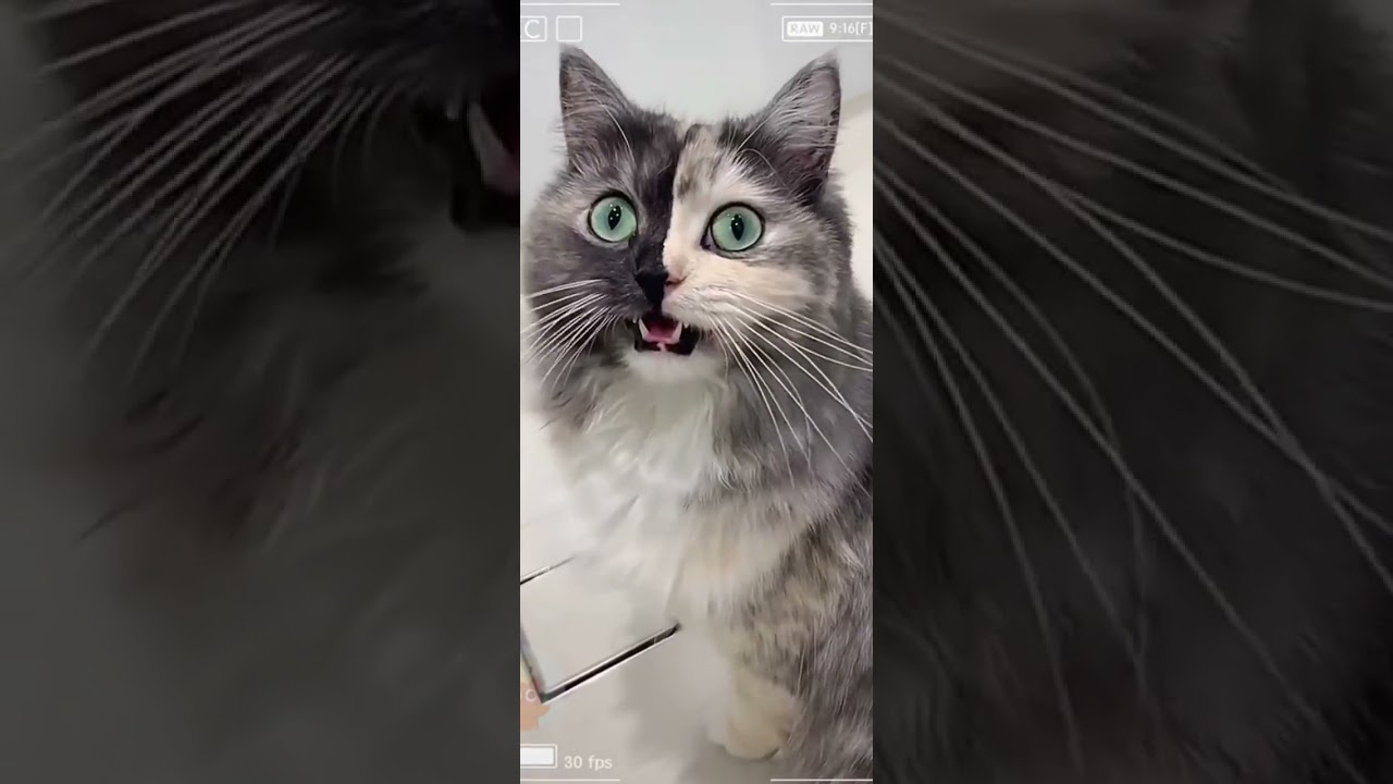 Funny animal videos 😅 Hilarious funny cat and dog videos #shorts #animal #meme #cat #dog #cats #dogs