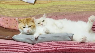 かご猫 Blogの配信のサムネイル画像
