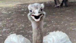 Kevin's Successful Surprise Attack