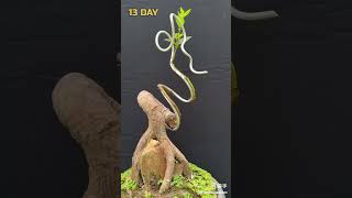 tree farming #facts #shorts