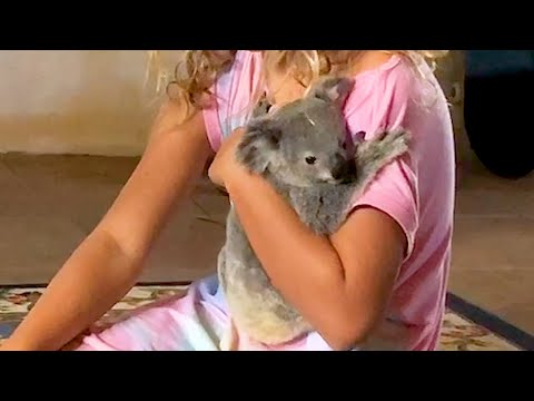 Video: Pet Scoop: 15.000 huisdieren aangenomen in een weekend, Koalas knuffelen bomen om af te koelen