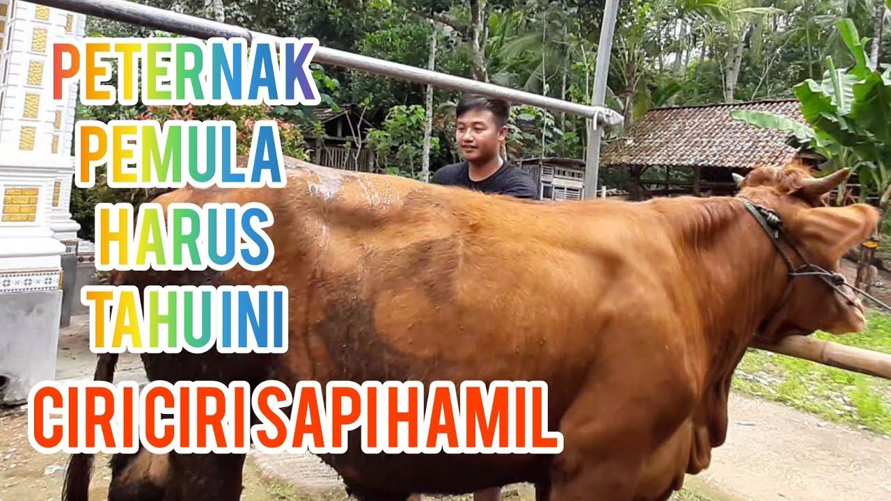 ciri-ciri sapi hamil - YouTube