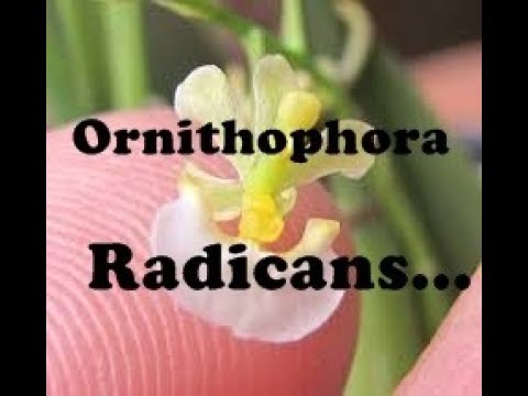 MINHAS NOVAS ORQUÍDEAS - ORNITHOPHORA RADICANS, ENCYCLIA, CATTLEYA INTERMÉDIA, ERIA GLOBIFERA