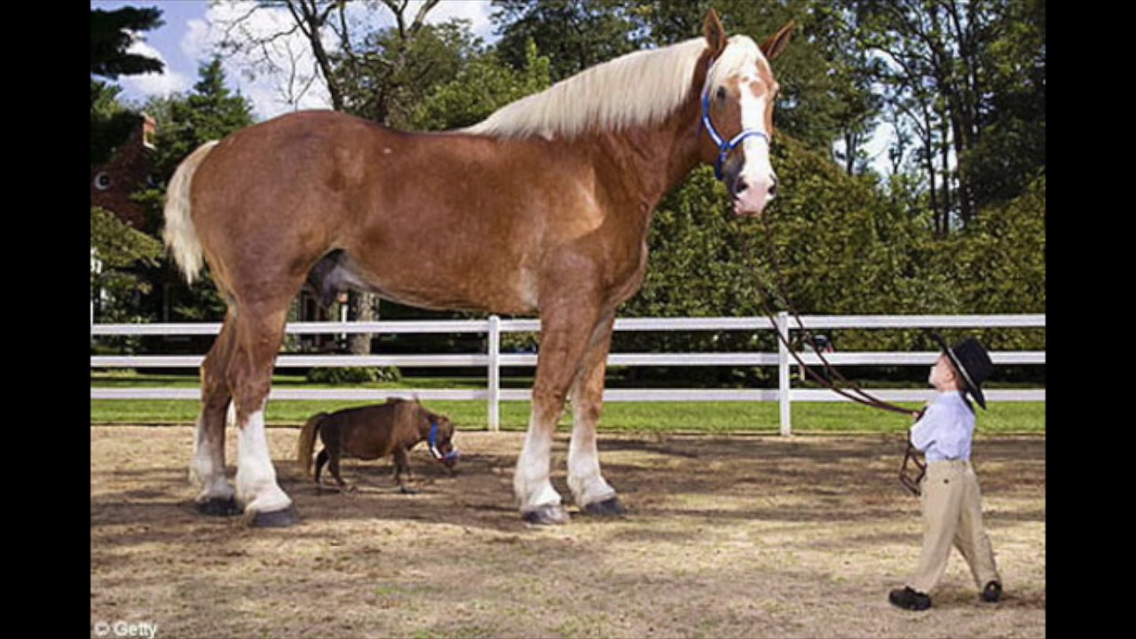 tallest horse ever recorded