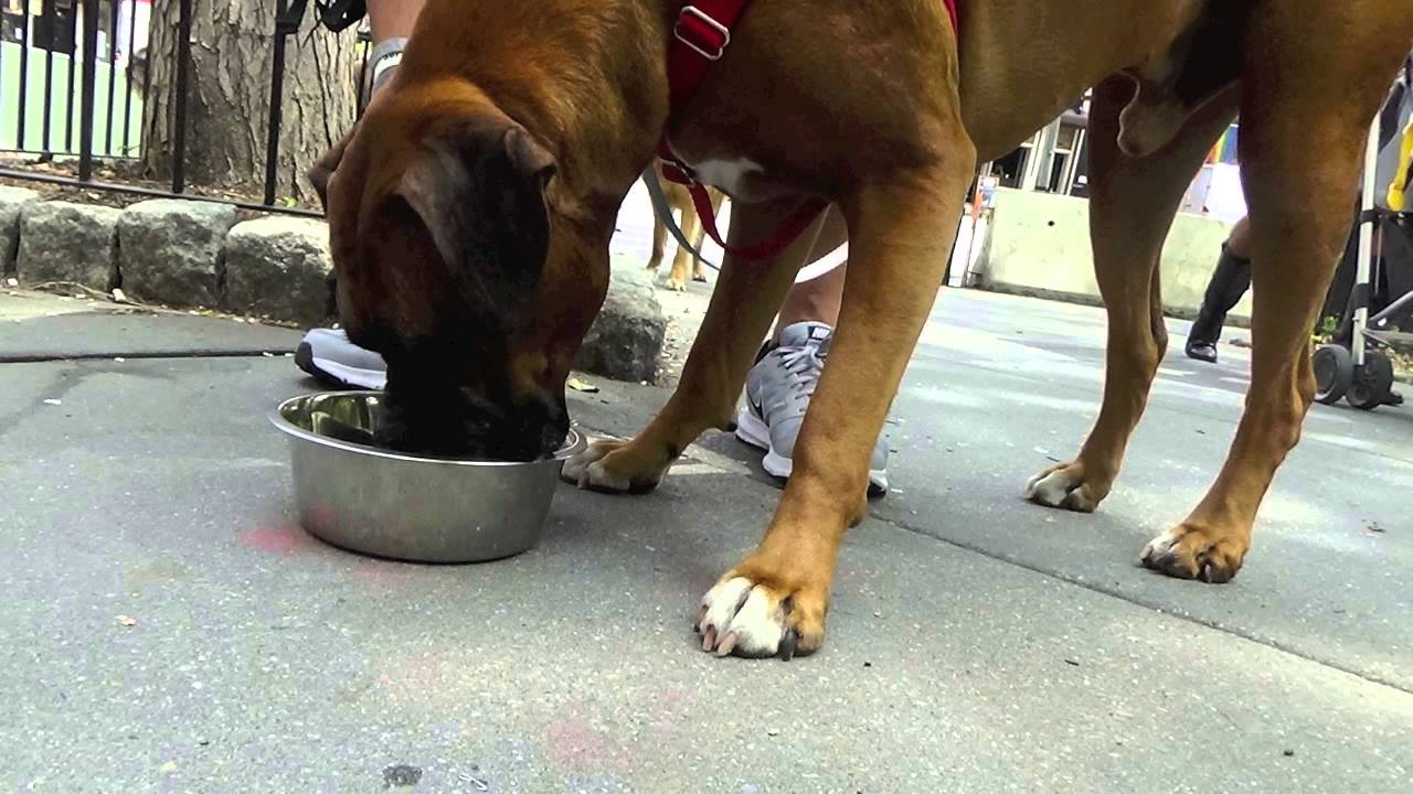 Dog Walkers Upper East Side 2 Hour 35 Mile Group Walks The K9 Club YouTube