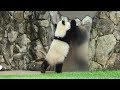 ここからお母さんが出てくるのーーーー!!飼育員さんに転がされても扉の前でお母さんを待つ結浜♪♪ Giant Panda Yuihin♪♪