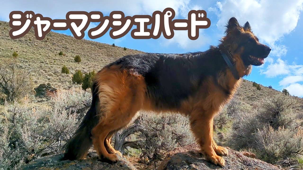 【ジャーマンシェパード】この犬種について話し始めると、時間がいくらあっても足りません😊