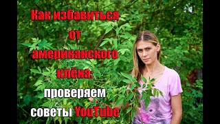 Как избавиться от американского клена: проверяем советы YouTube