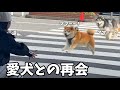 【愛犬と再会】ママと離れてご飯を全く食べれなくなったハスキー…元気をなくした柴犬…久々の再会はこうでした。