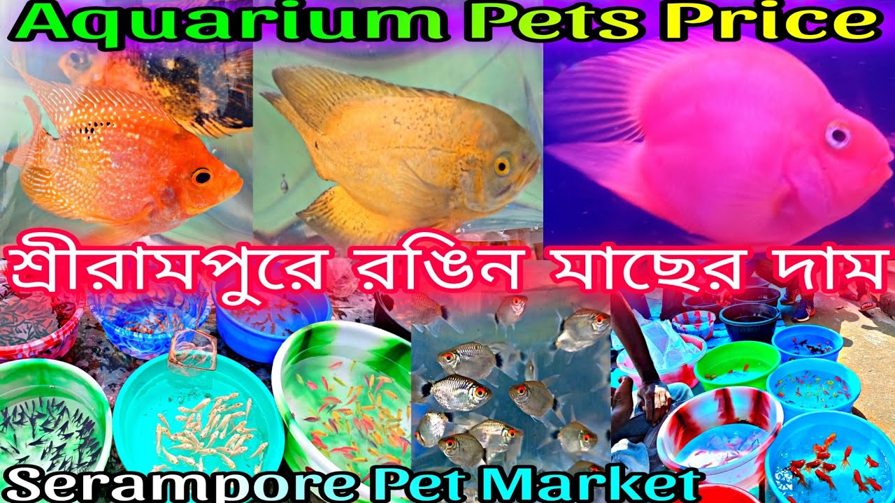 Serampore Fish Pet Market | Serampore Pet Market |  শ্রীরামপুর রঙিন মাছের হাট | Aquarium Fish Price