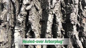 About Trees Consulting - Tree Injection Technology