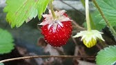 Wild Strawberry grows in forest edges, forest, fields, lawns, - just