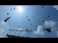 50 New Baby Pigeon Ko Ura Diya || Sath Aik Kabootar Pakra || Hashim Mahmood Pigeons
