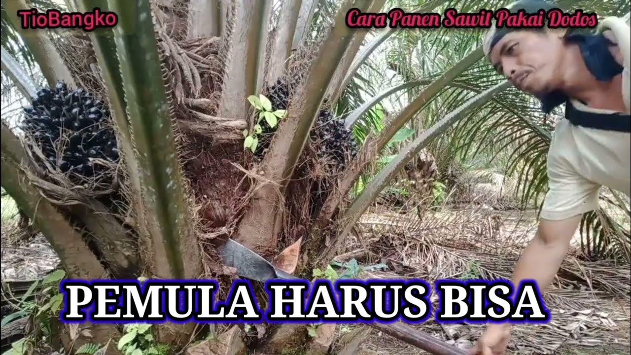 CARA PANEN SAWIT PAKAI DODOS, PEMULA HARUS BISA 