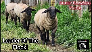 Sheep Farming: The Silly Things Sheep Do!