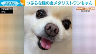 競技に挑戦！つぶらな瞳の金メダリストワンちゃん(2021年8月12日)