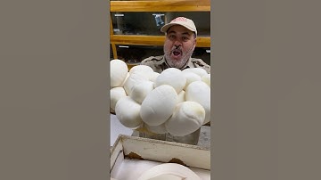 PYTHON EGGS!!🤩🙌