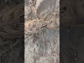 شوف شكل ديال هاذ الحشرة مثل بو منقار ورأس بحال شي دىب معرفت سبحان الخالق شوف شكل ديال هاذ الحشرة مثل بو منقار ورأس بحال شي دىب معرفت سبحان الخالق