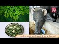 Ethnoveterinary formulation for Anoestrus_Gujarati