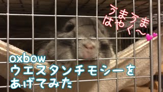 チンチラにoxbow ウエスタンチモシーをあげてみた