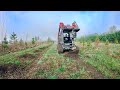 Planting 1000 trees tree nursery farm  all bare root trees spring planting