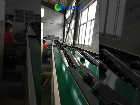 Small pumpkin sorting