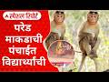 Special Report Monkey in Schoolनंदूरबारच्या शाळेत माकडांचा उच्छाद,वनविभाग त्रासातून कधी सुटका करणार?