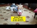 Baby Goat Plays Rugby in the House!