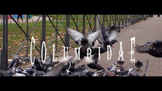 Columbidae mp4 by Neotuxedo LEE 64 views 2 months ago 2 minutes, 6 seconds