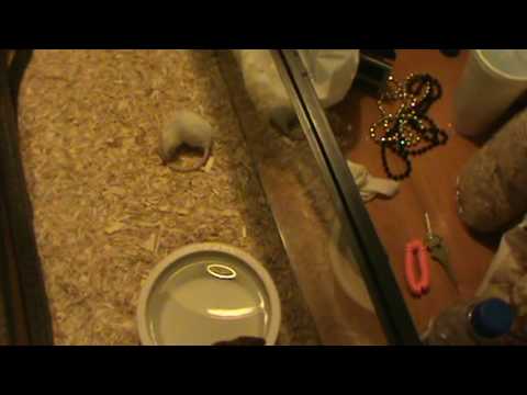 Spotted Python Strikes CrazyTail Chasing Mouse