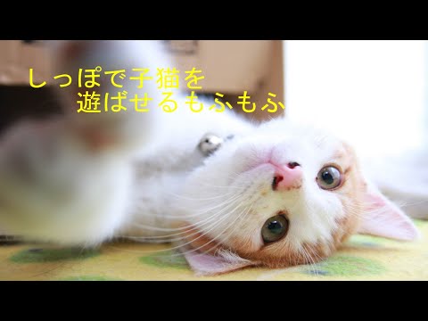 しっぽで子猫を遊ばせるもふもふ 210701