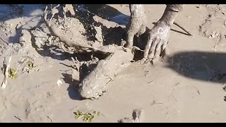 พลิกแผ่นดินล่า มาเป็นฝูง - catching mud fish - DUM TV