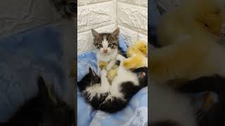 Funny kittens and chick's