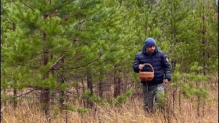 ГРИБЫ в НОЯБРЕ! Грибник в ШОКЕ! Тихая охота поздней осенью. Грибы