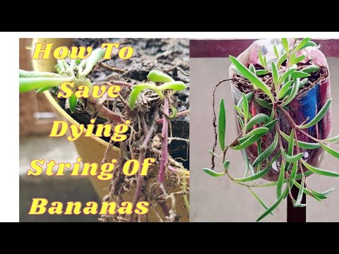 How To Save Dying String Of Bananas || How To Propagate String Of Bananas || Why Does Plants Die