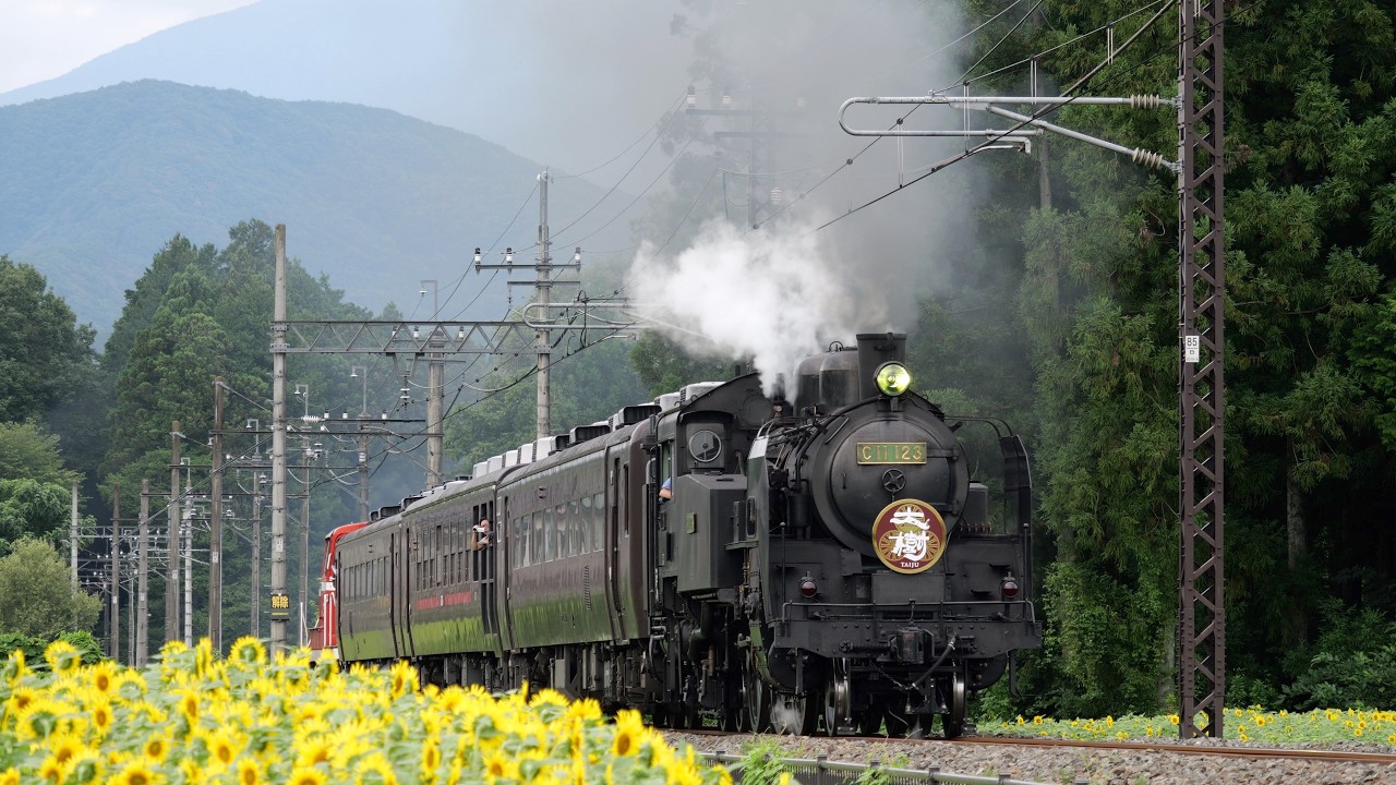 ひまわり見頃！倉ヶ崎2026】東武鉄道「SL大樹」Tobu-Railway Steam