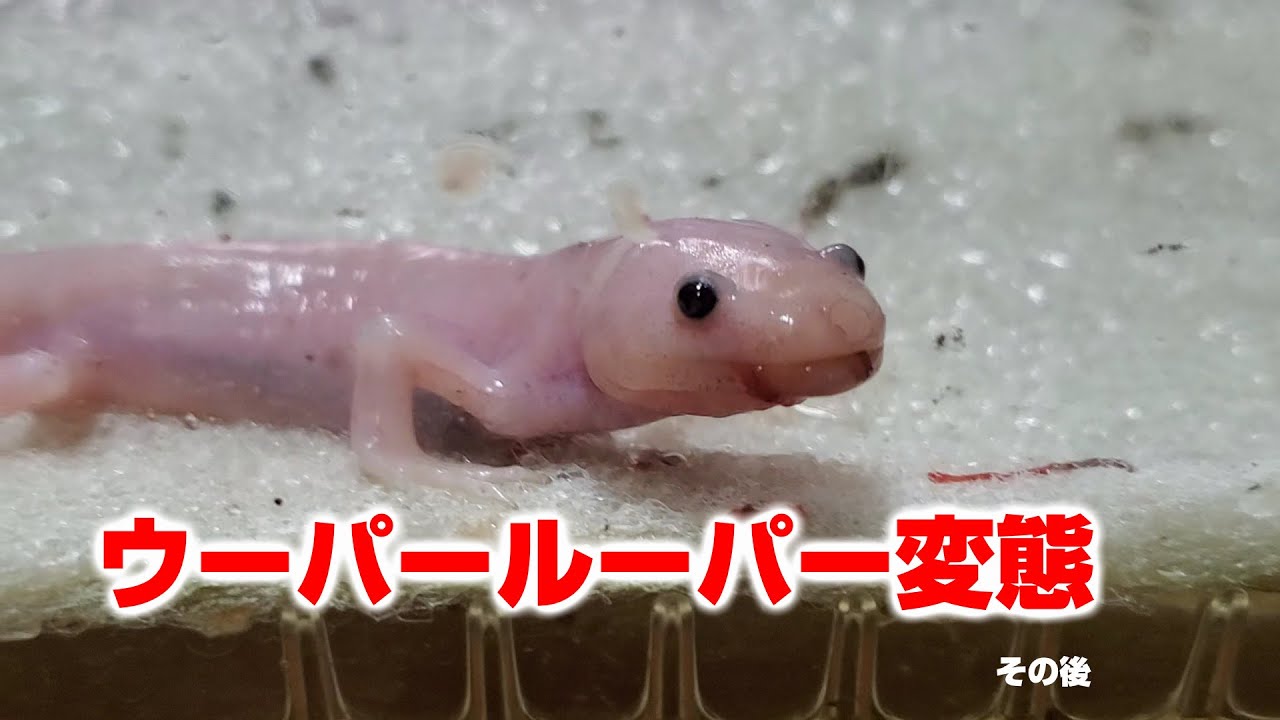 ウーパールーパー変態個体 上陸個体 どうなった Youtube