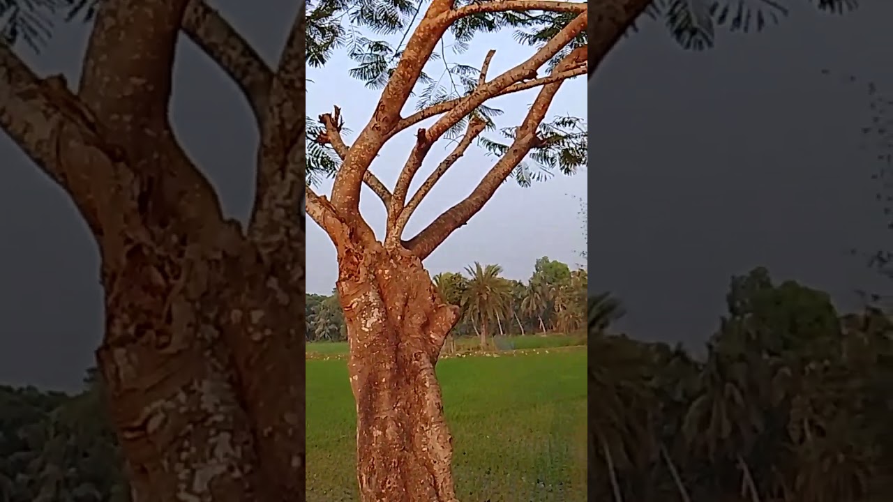 আমার গ্রামের প্রাকৃতিক দৃশ্য। 