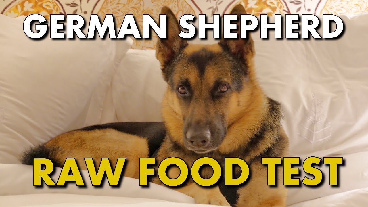 best raw diet for german shepherds