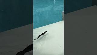 Monitor Lizard in the pool 😱