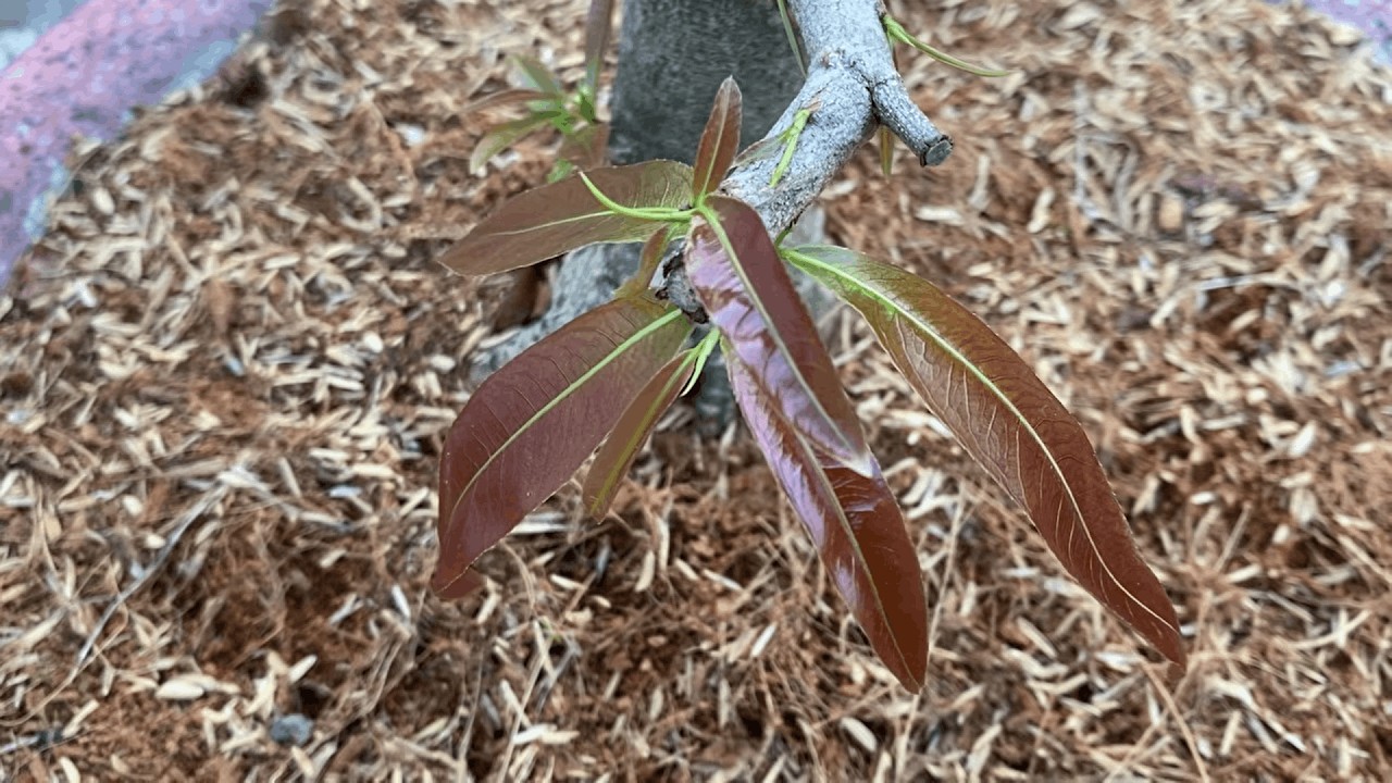 Tưới kích rễ, dưỡng rễ cho mai mới nhú mầm, nhánh ra nhánh không cho mai xả tàn sau Tết 