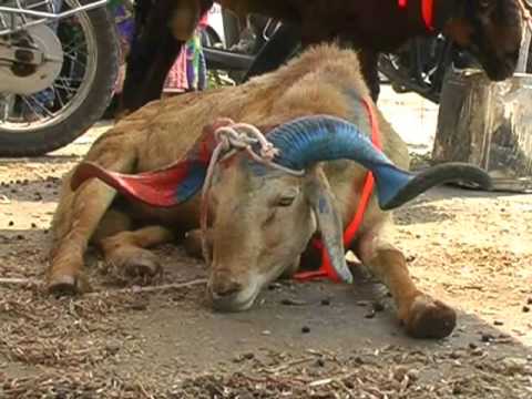 Goat costing Rs 21 lakh on offer for Bakr-Eid celebrati 